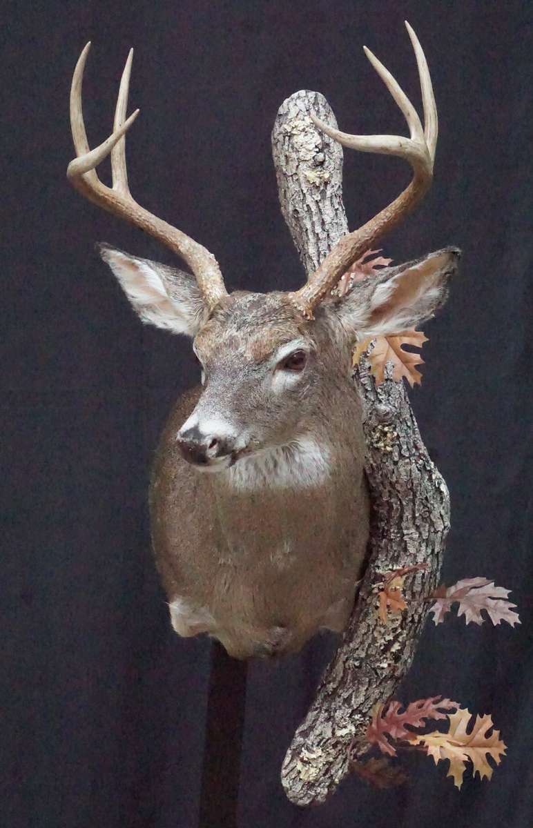 Whitetail Mounts