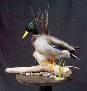 Taxidermy